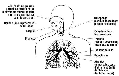 Diagramme d'image des poumons